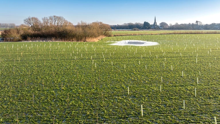 An aerial photo showing a field in Lunt, Sefton in winter, planted with trees.